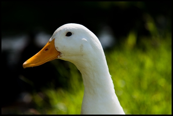 Ducks-114