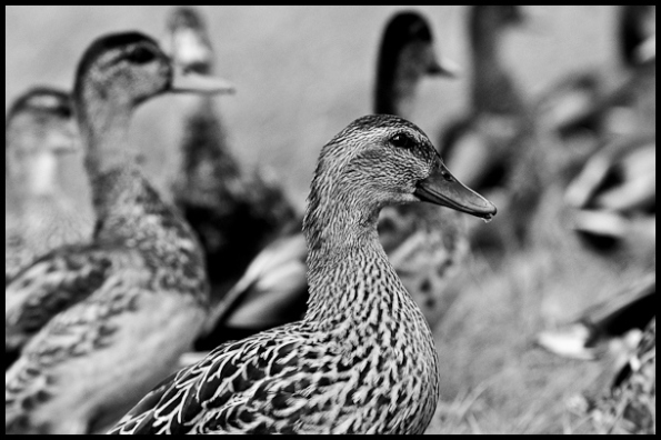 Ducks-261