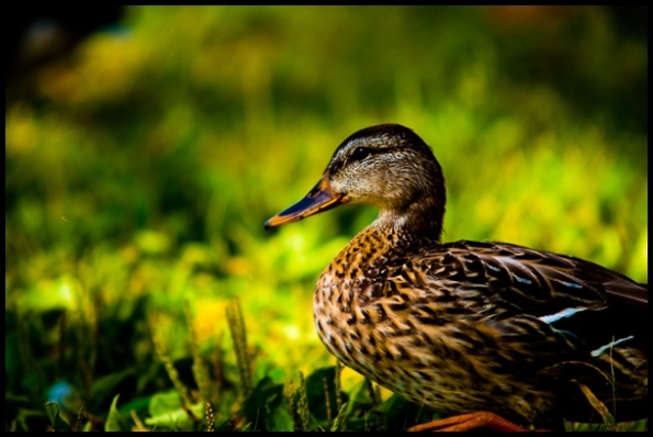 Ducks-96